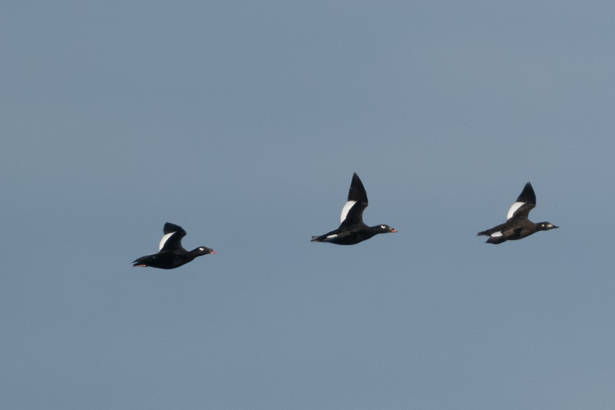 Stejneger's Scoter - ML637713725