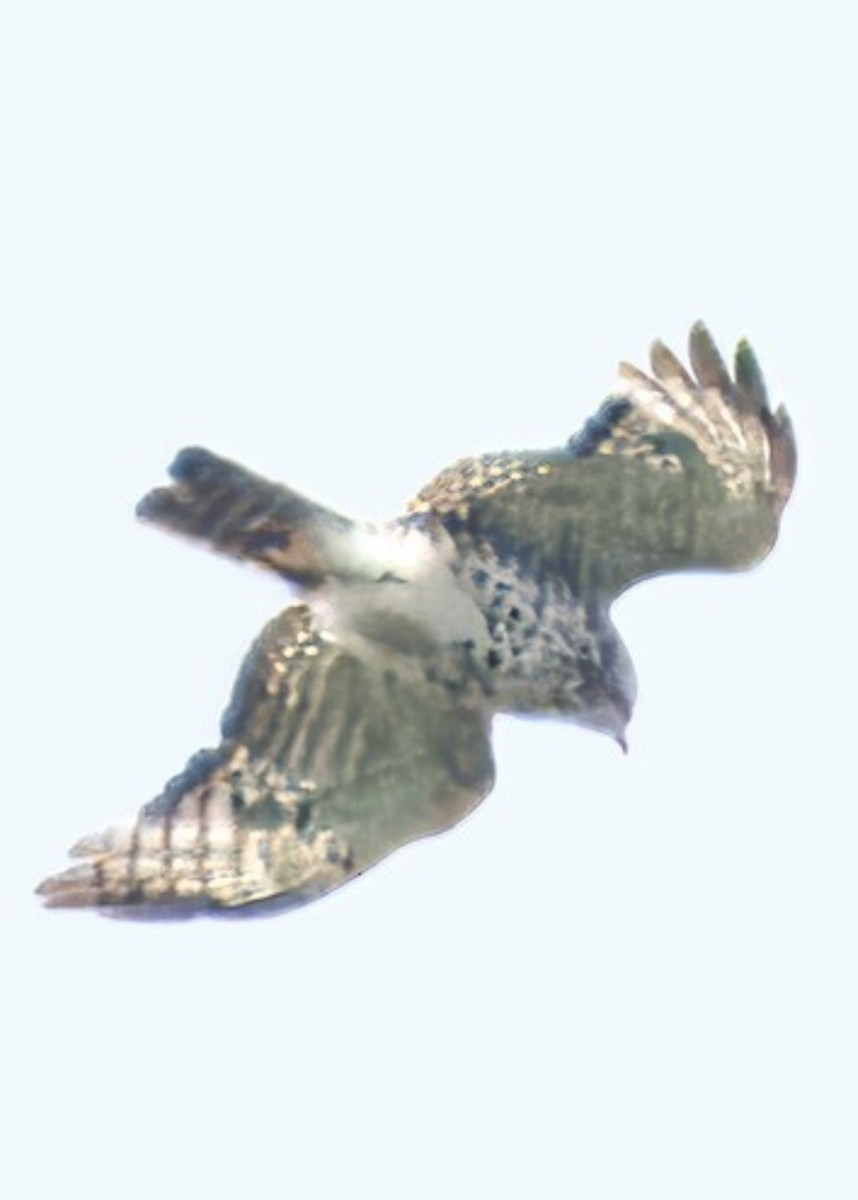 Red-shouldered Hawk - ML637713766