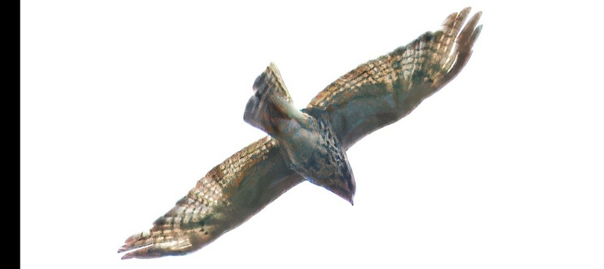 Red-shouldered Hawk - ML637713772
