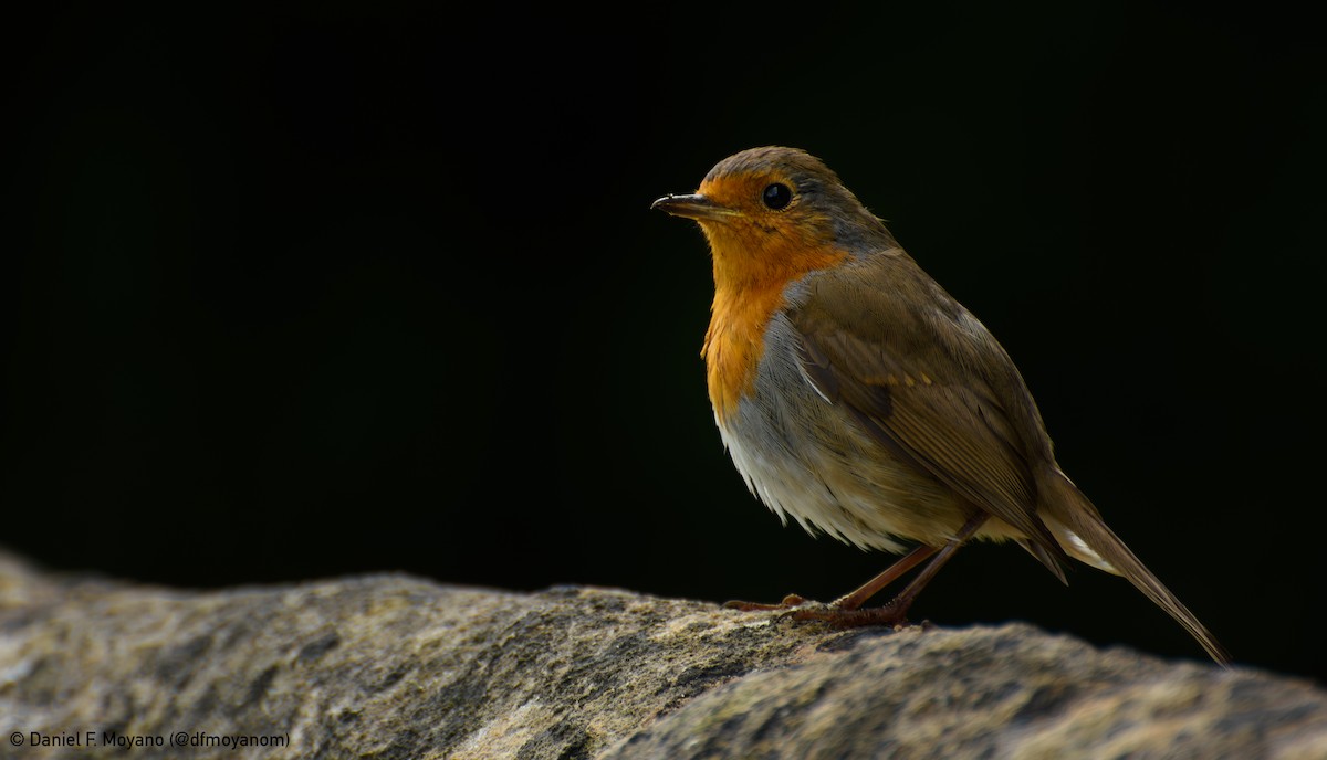 European Robin - ML637713948