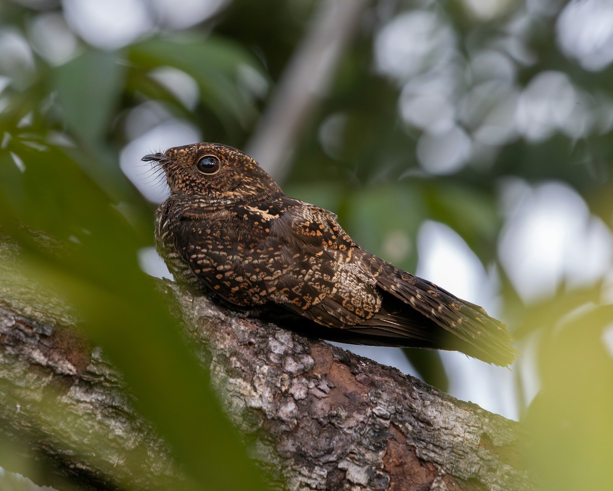 Blackish Nightjar - ML637714095