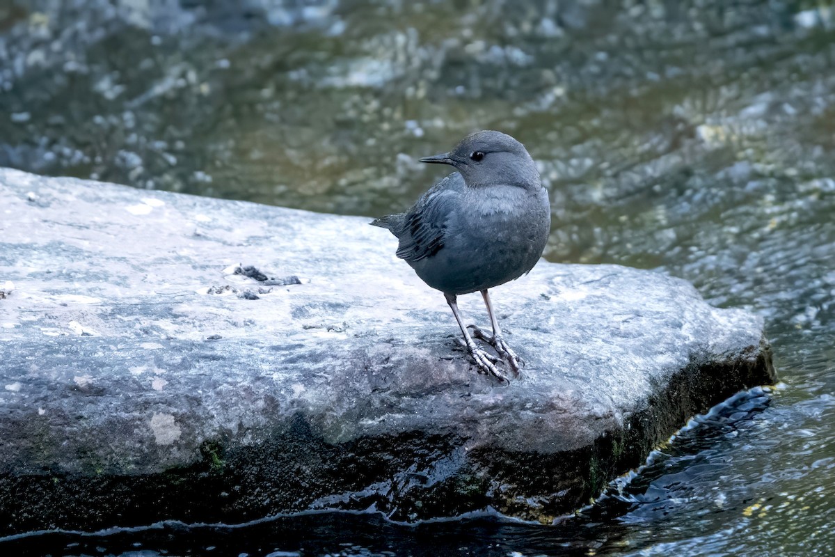 American Dipper - ML637714099