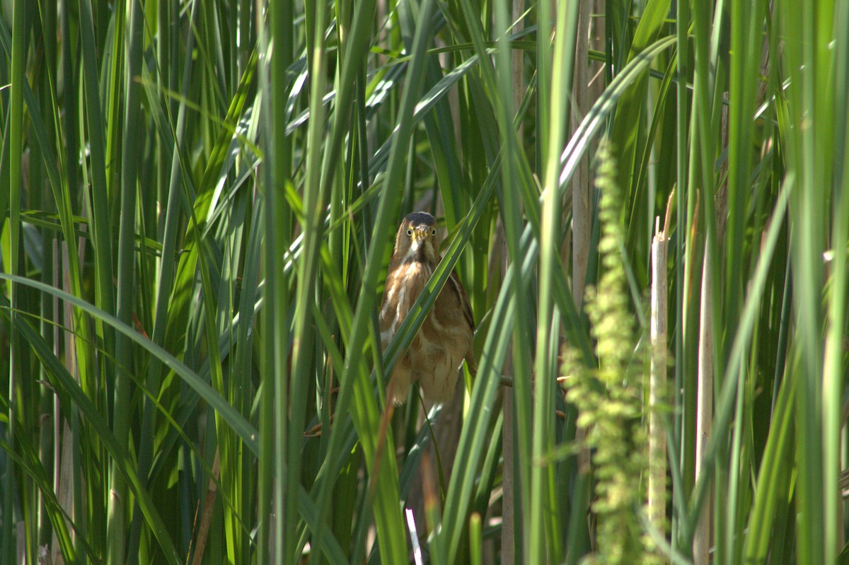 Least Bittern - ML637714130