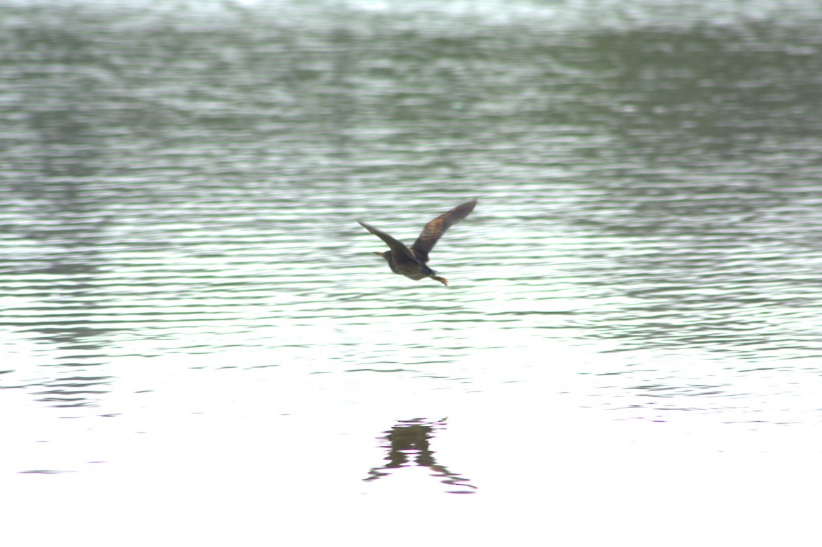 Least Bittern - ML637714170