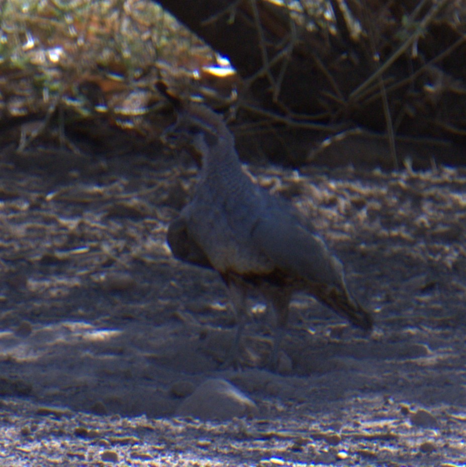 Scaled x Gambel's Quail (hybrid) - ML637714181