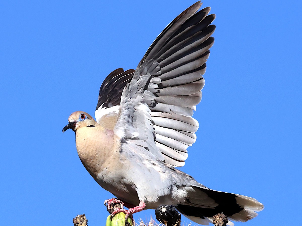 White-winged Dove - ML637714190