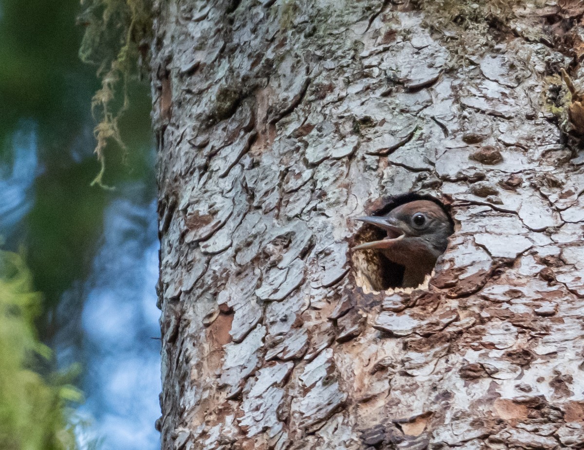 Red-breasted Sapsucker - ML637714194
