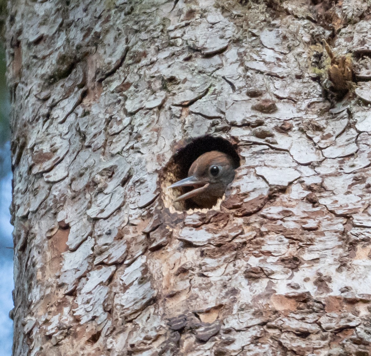 Red-breasted Sapsucker - ML637714196