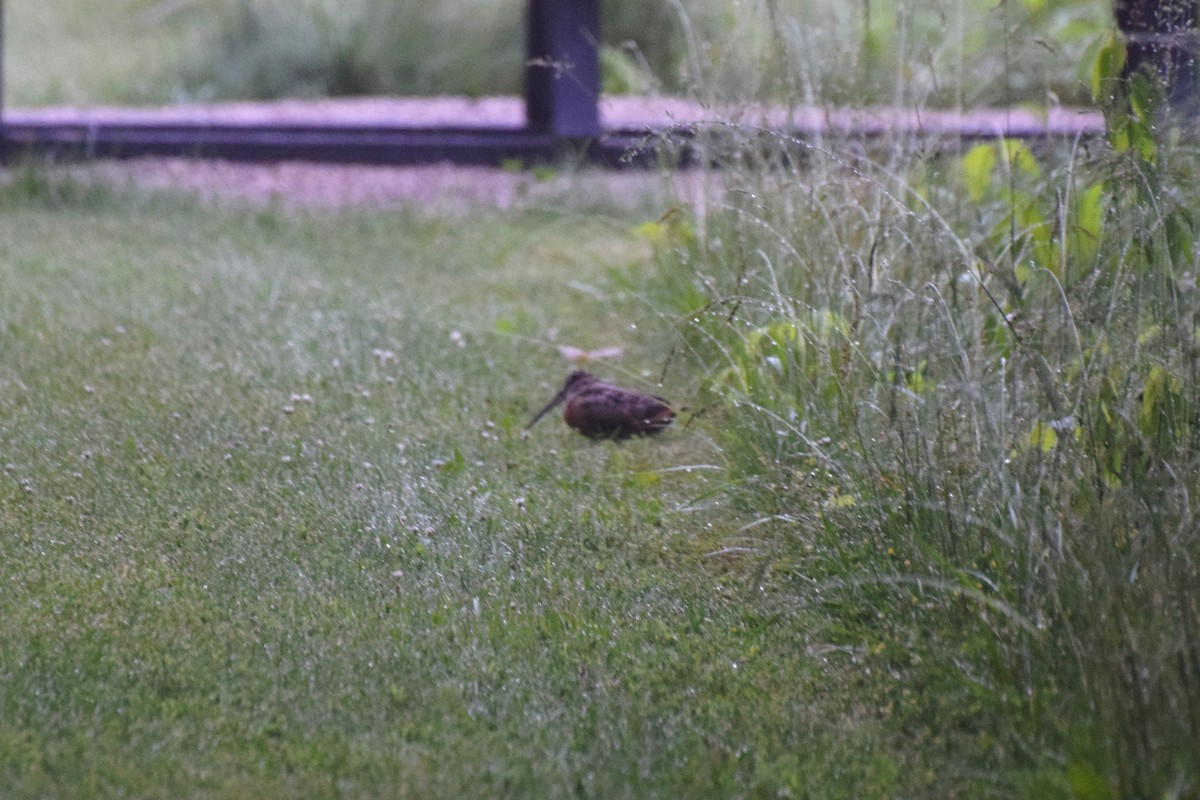 American Woodcock - ML637714234