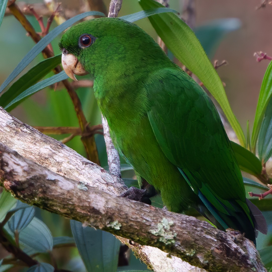 Blue-bellied Parrot - ML637714245