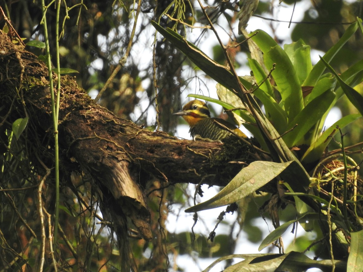 White-browed Woodpecker - ML637714252