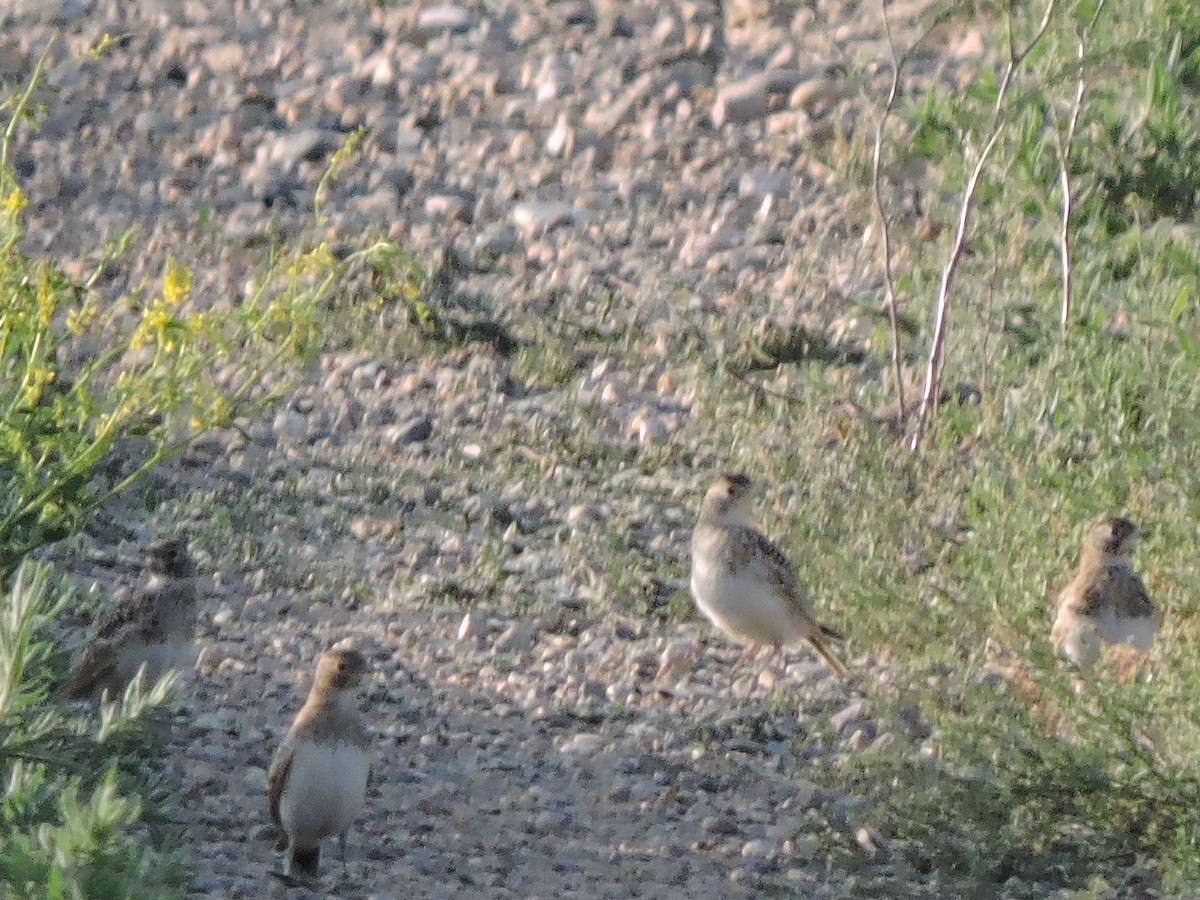 Sprague's Pipit - ML637714281