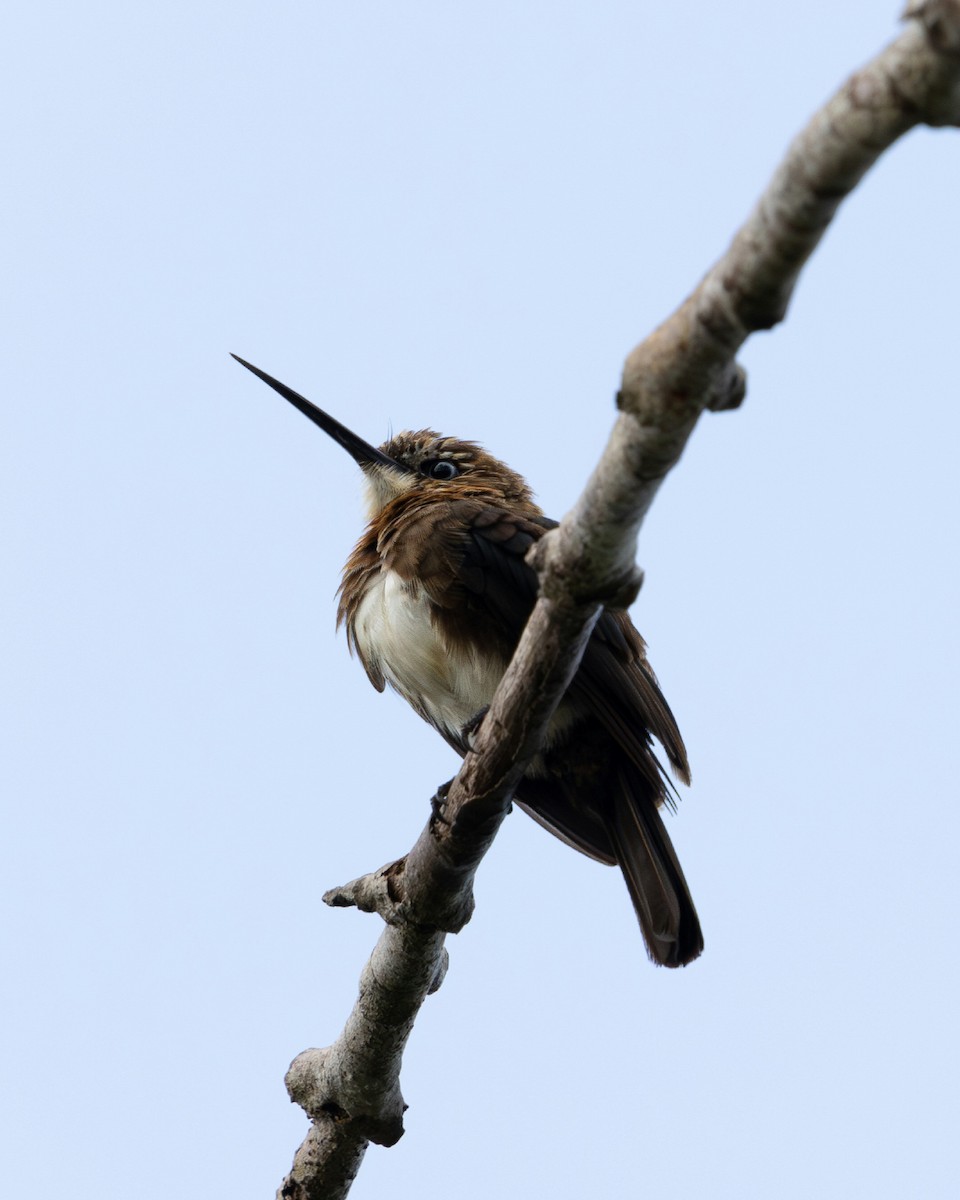 Brown Jacamar - ML637714285