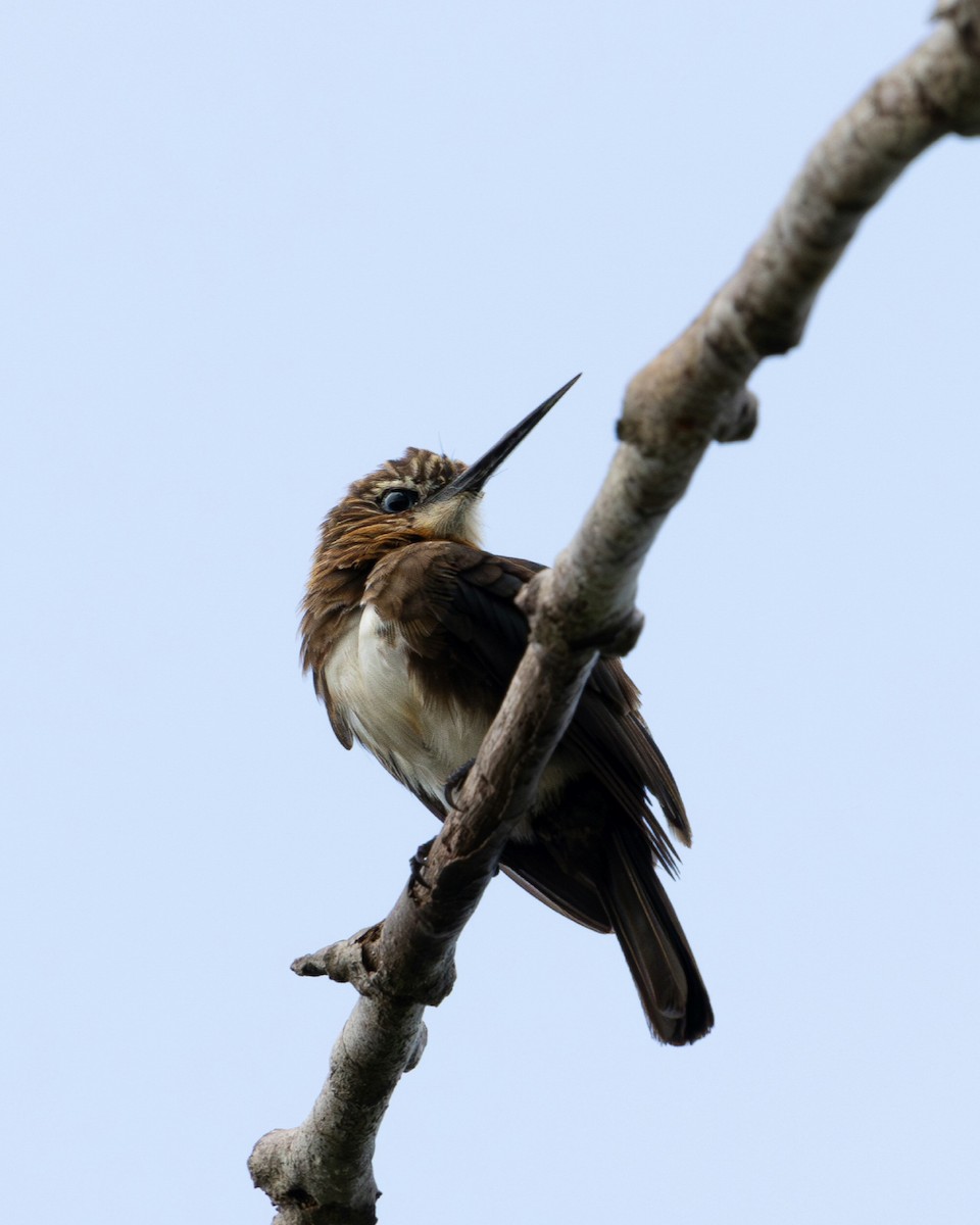 Brown Jacamar - ML637714286