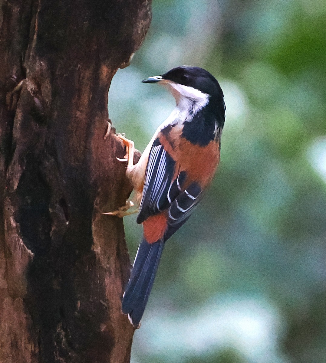 Rufous-backed Sibia (Rufous-backed) - ML637714334