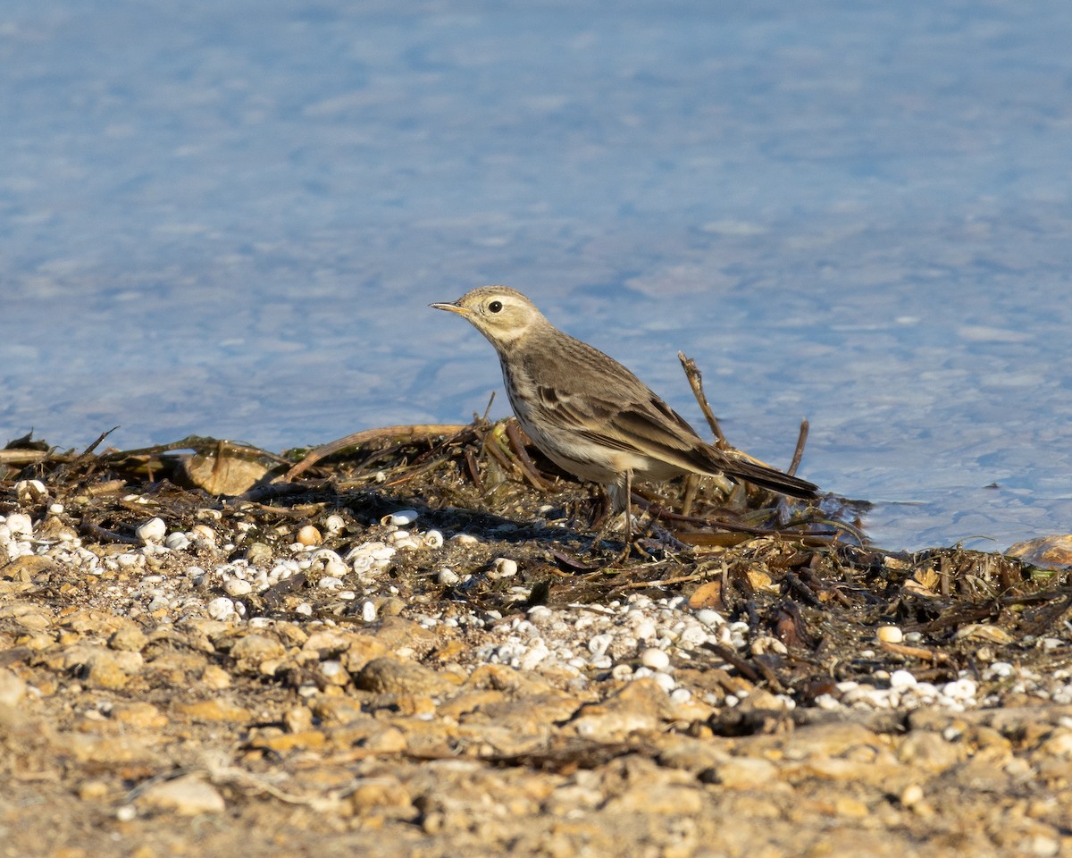 American Pipit - ML637714447