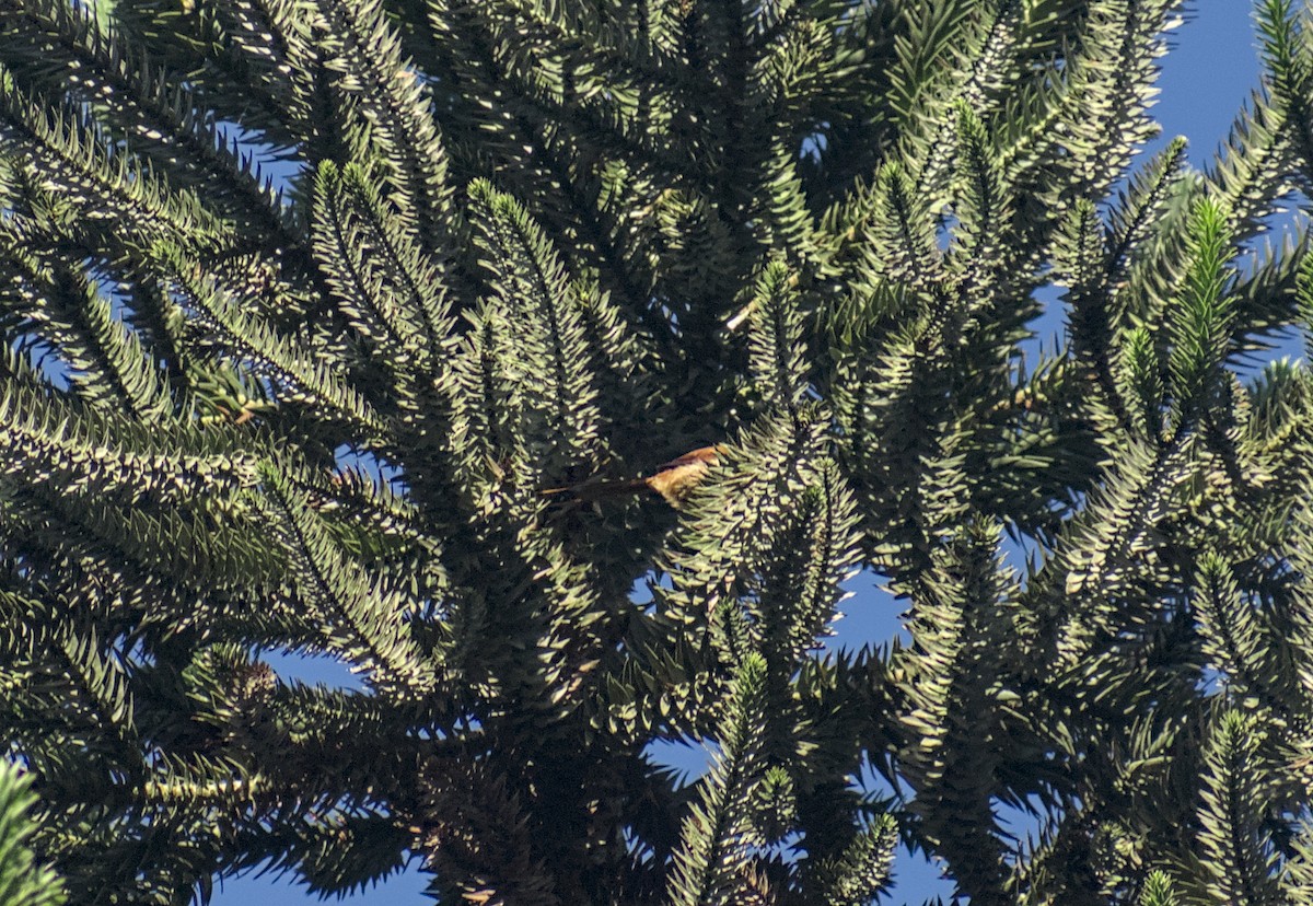 Araucaria Tit-Spinetail - ML637714562