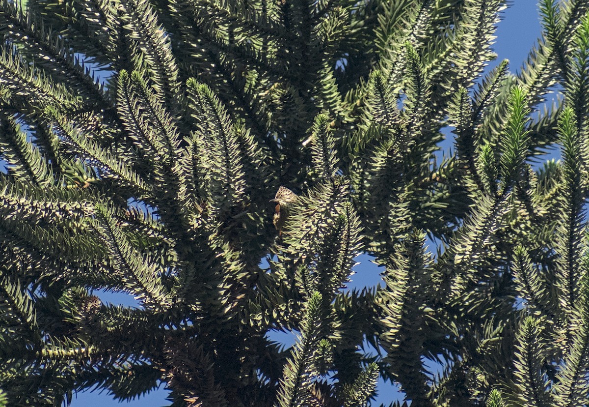 Araucaria Tit-Spinetail - ML637714564