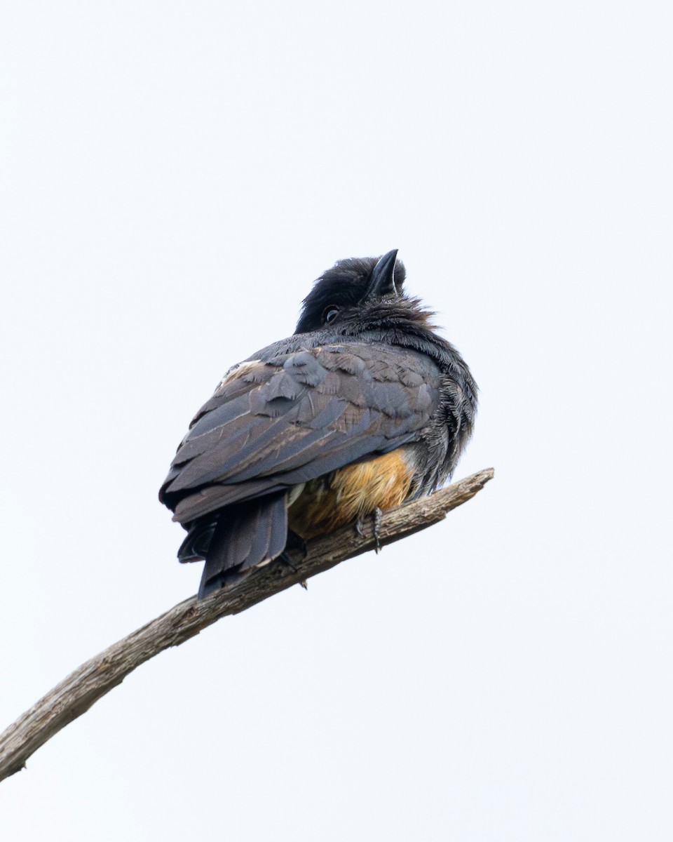 Swallow-winged Puffbird - ML637714636