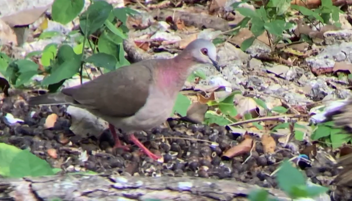 Caribbean Dove - ML637714645