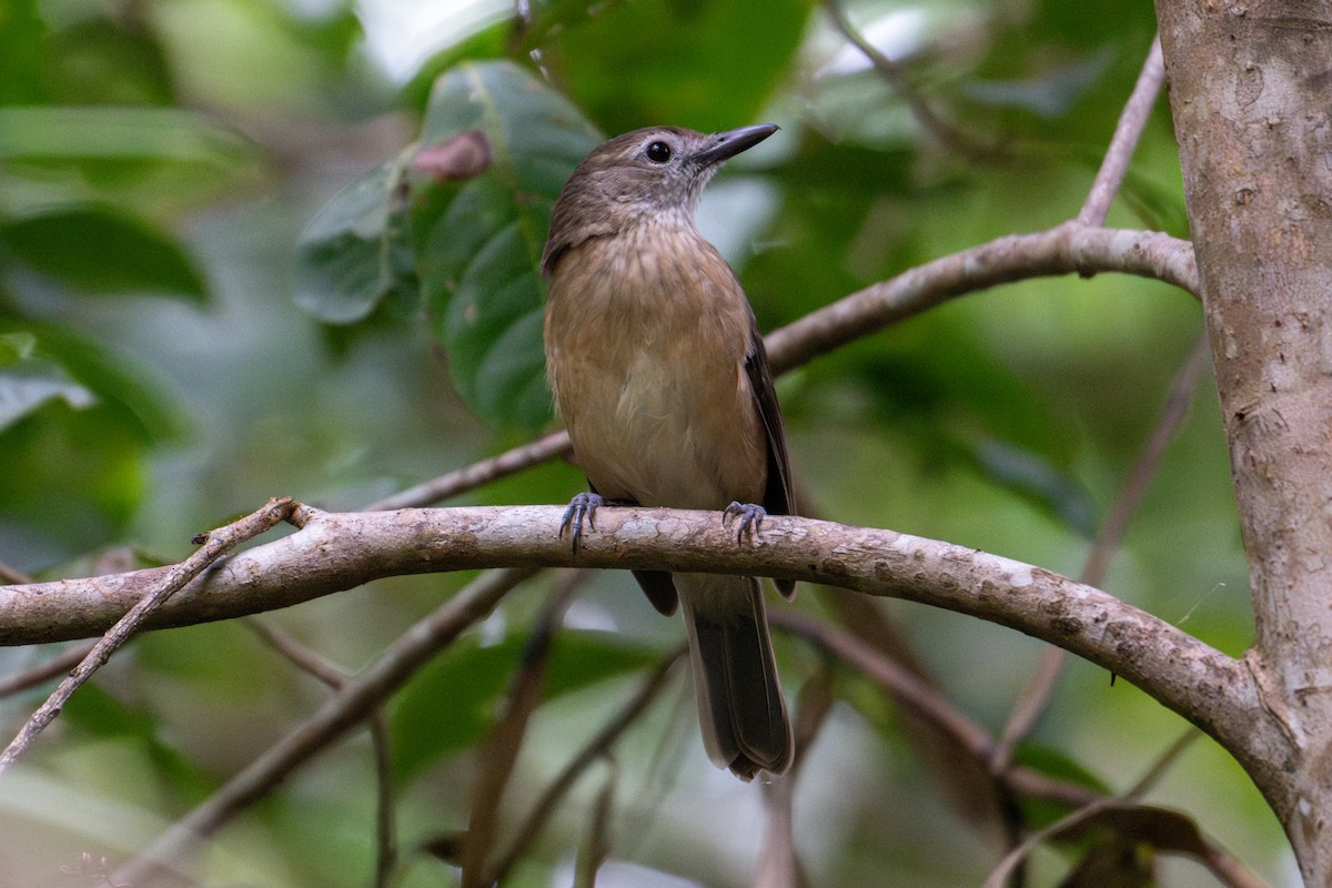 Arafura Shrikethrush - ML637714658