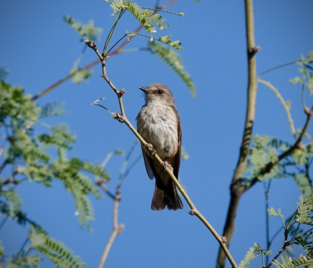 Vermilion Flycatcher (Northern) - ML637714675