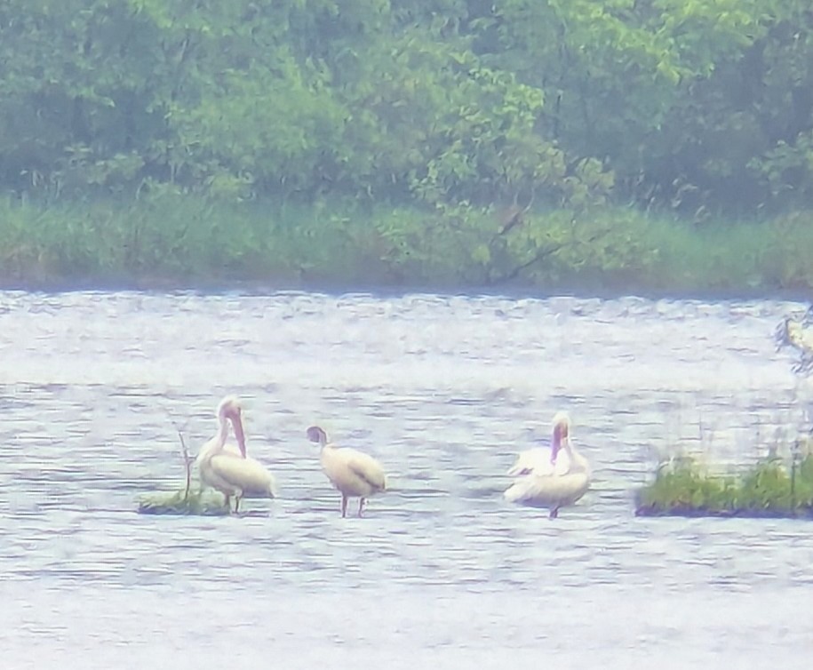 American White Pelican - ML637714706