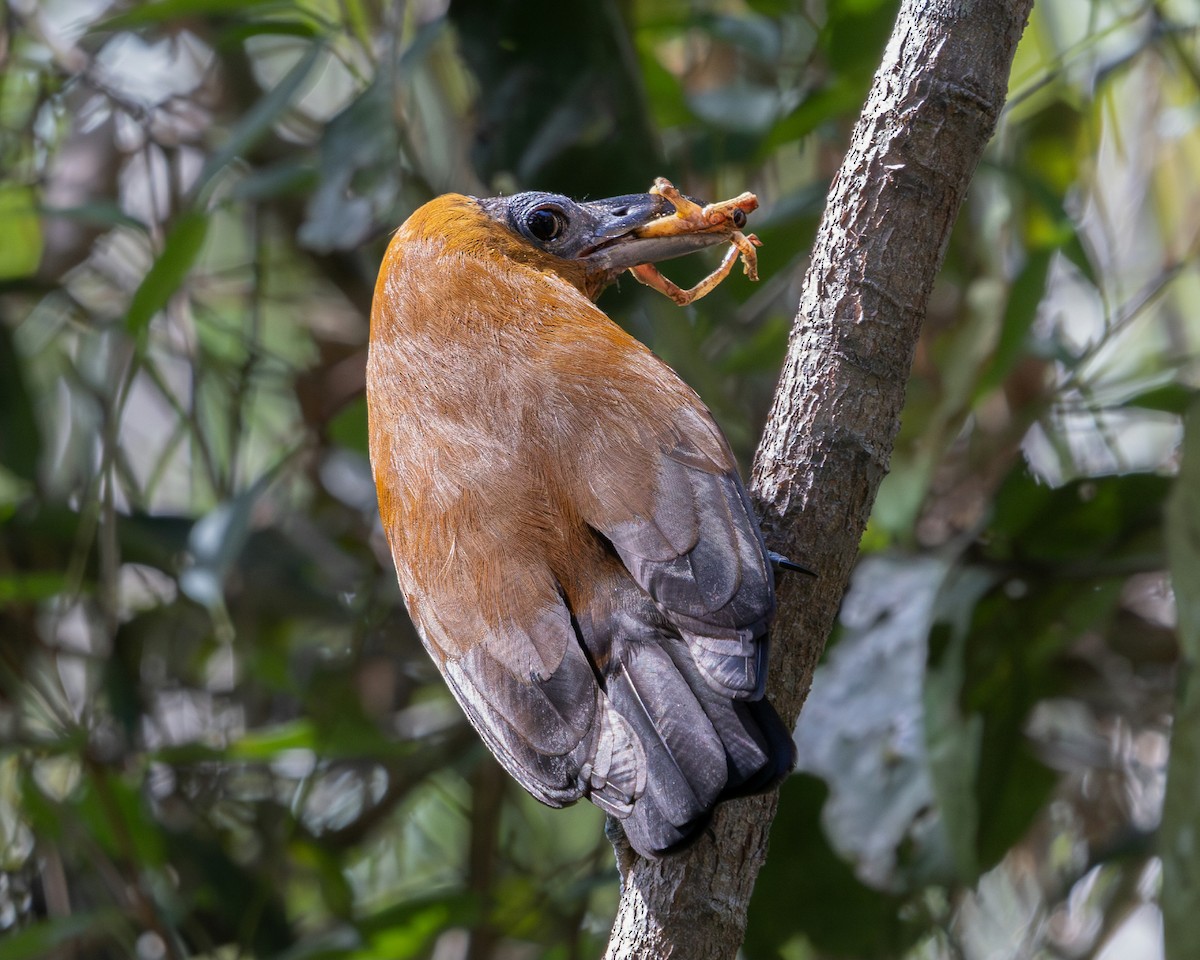 Capuchinbird - ML637714757
