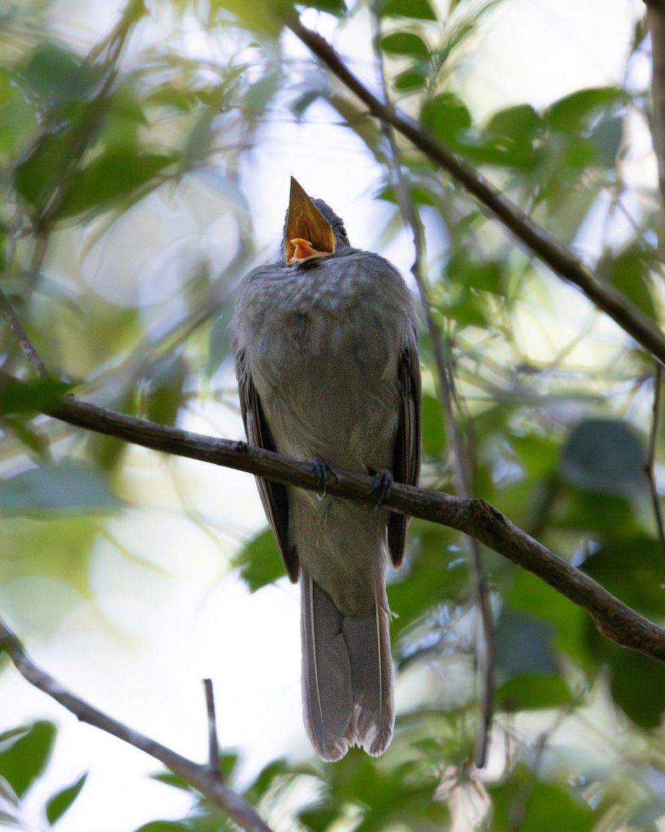 Screaming Piha - ML637714766