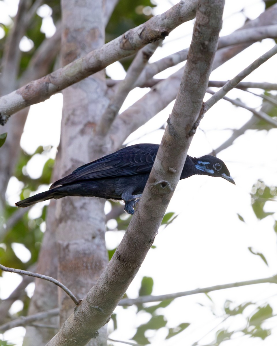 Bare-necked Fruitcrow - ML637714774