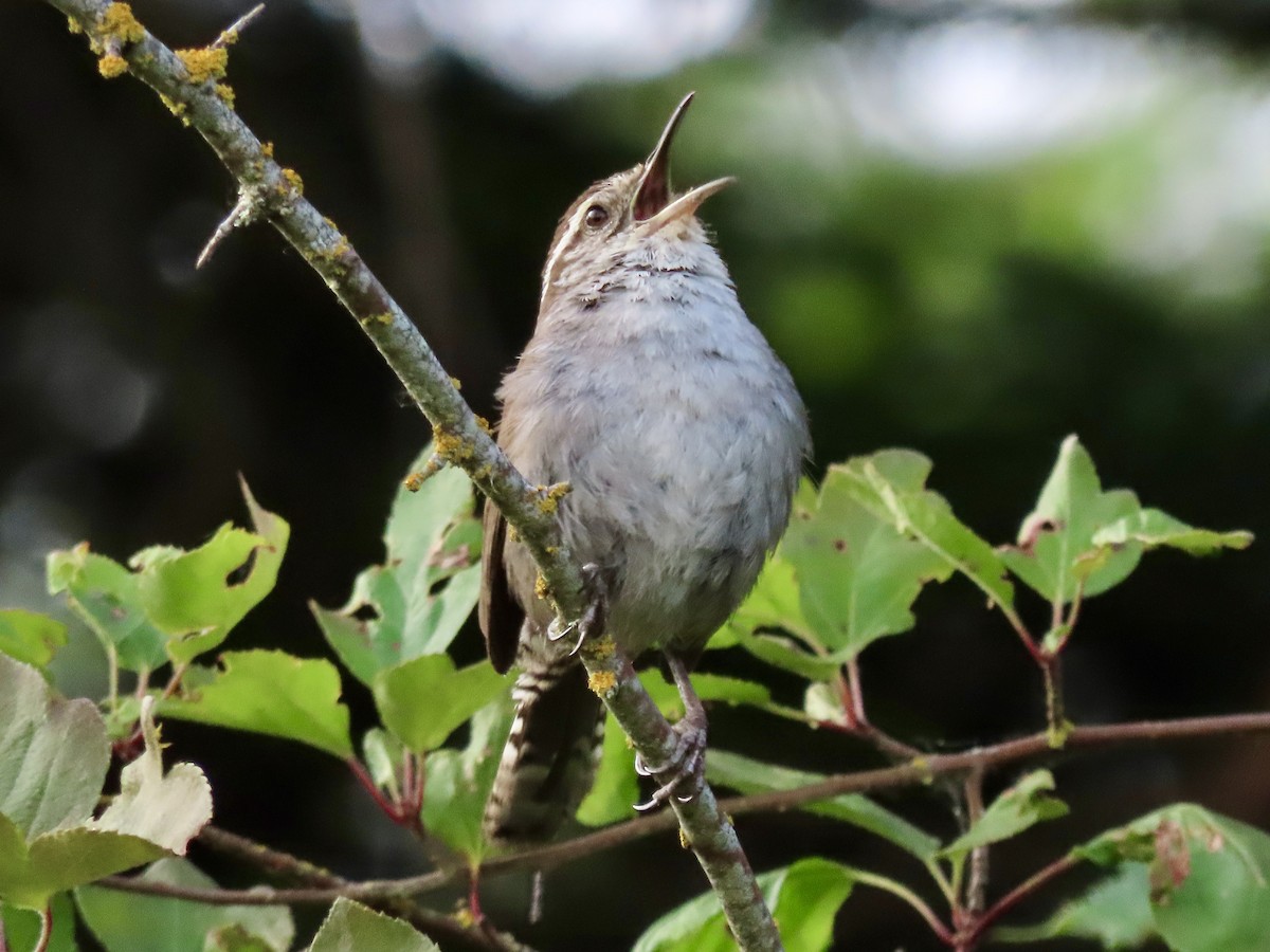 Bewick's Wren - ML637714815