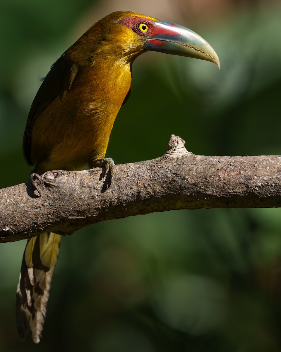 Saffron Toucanet - ML637714820