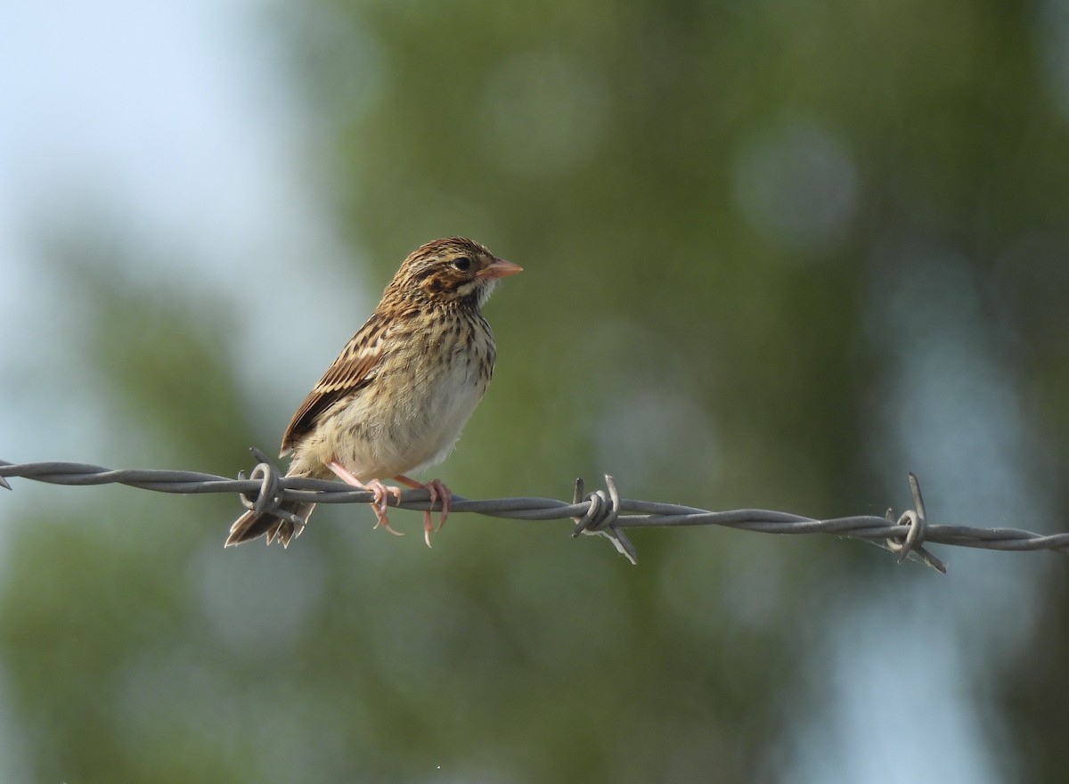 Savannah Sparrow - ML637714850
