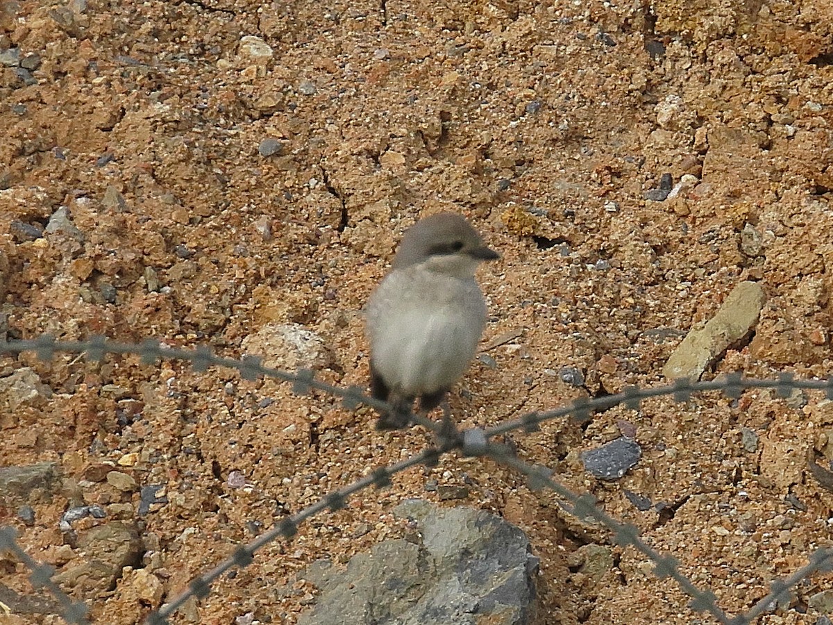Masked Shrike - ML637714874