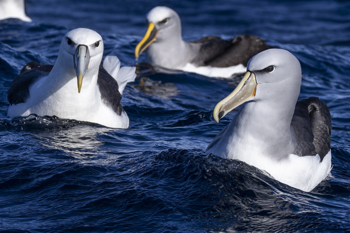 Salvin's Albatross - ML637714883