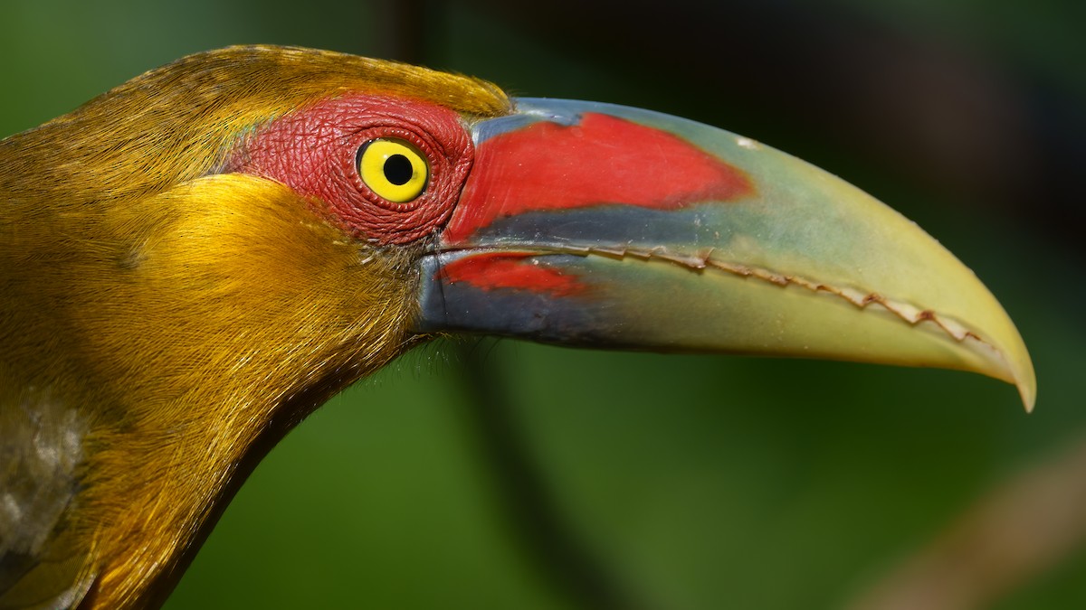 Saffron Toucanet - ML637714961