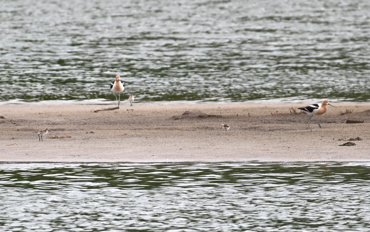 American Avocet - ML637714994
