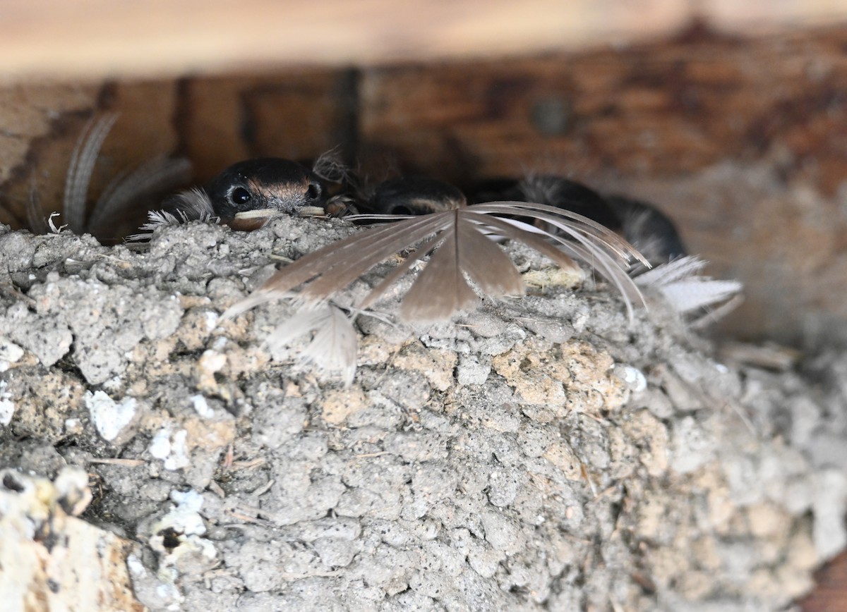 Barn Swallow (American) - ML637715001