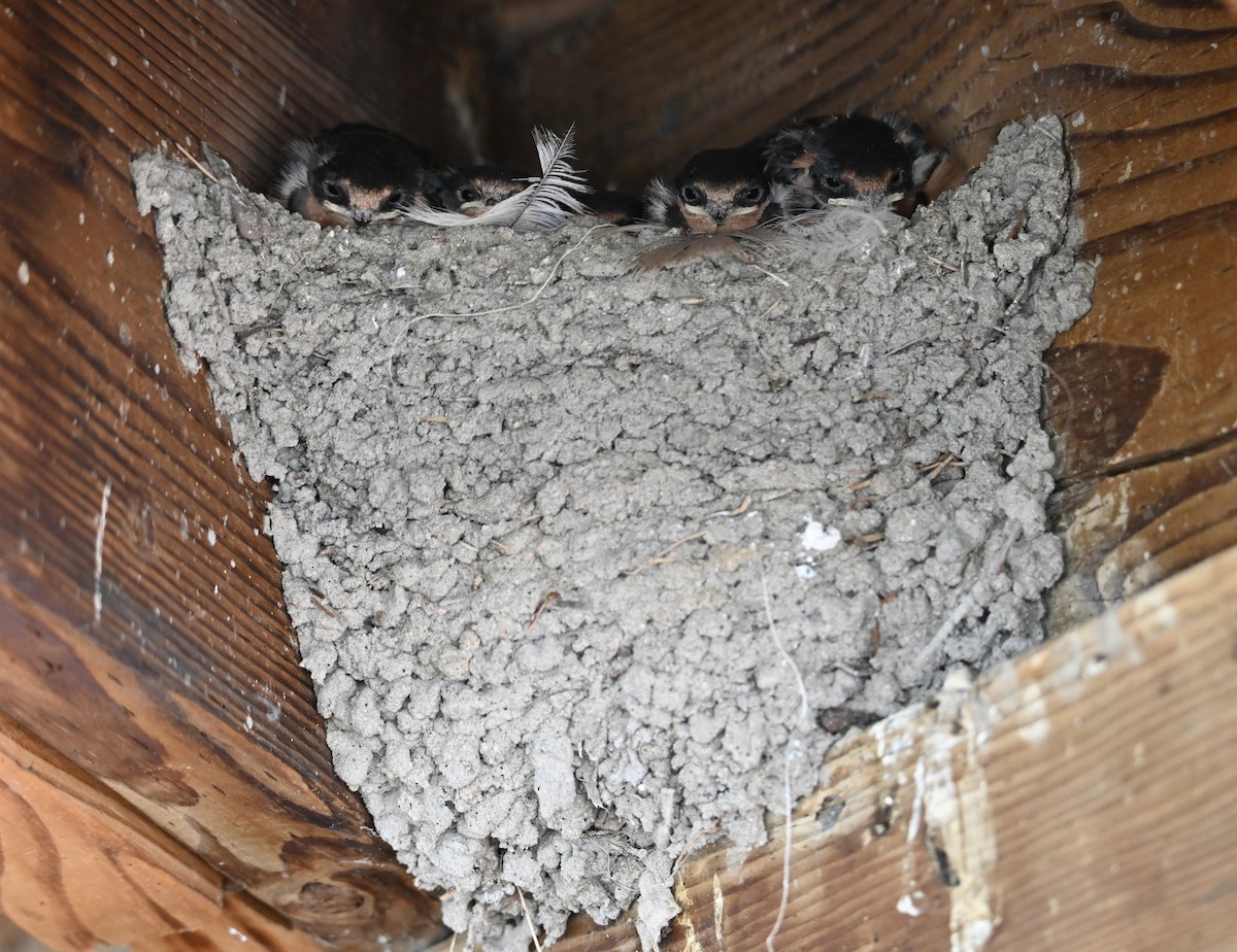 Barn Swallow (American) - ML637715002