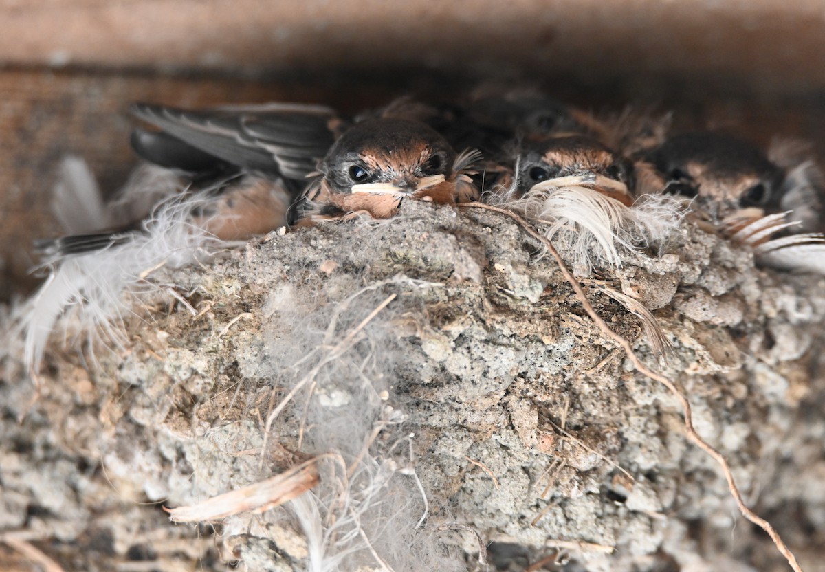 Barn Swallow (American) - ML637715006
