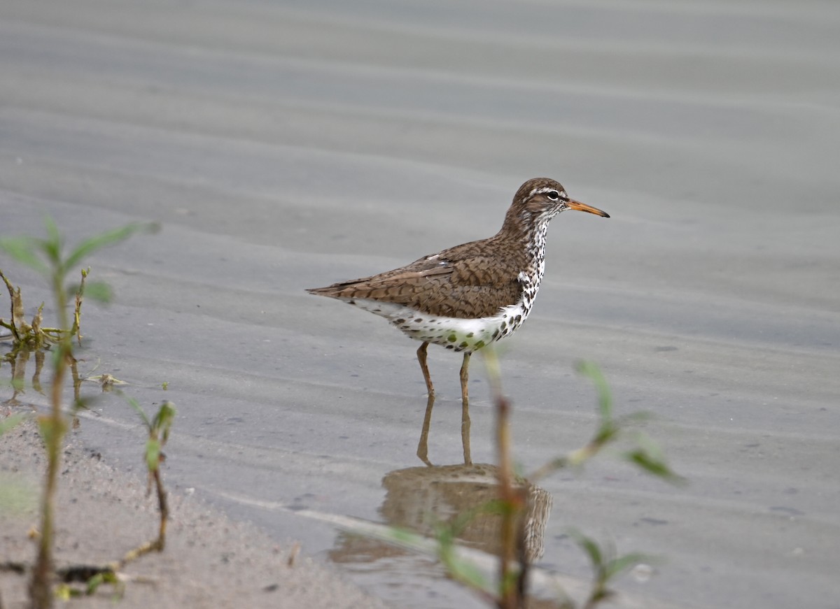 Spotted Sandpiper - ML637715020