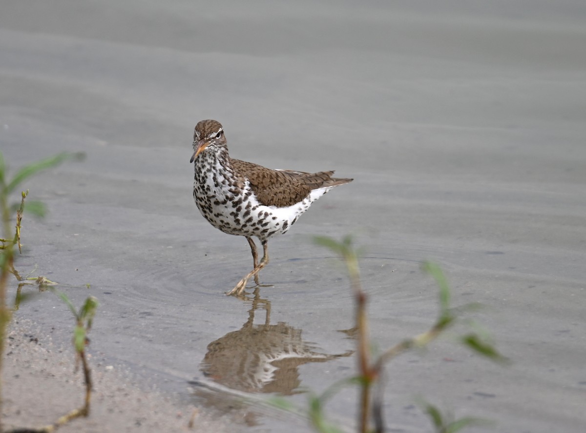 Spotted Sandpiper - ML637715021