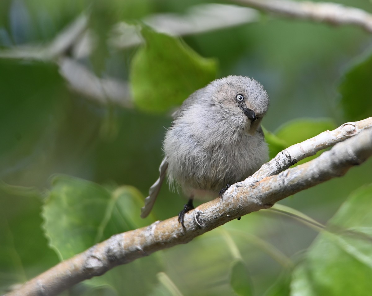 Bushtit (Interior) - ML637715024