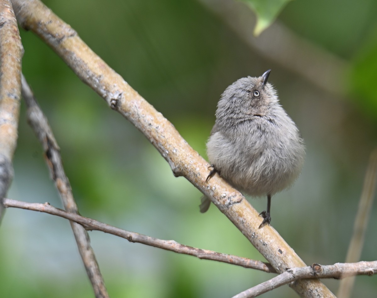 Bushtit (Interior) - ML637715025