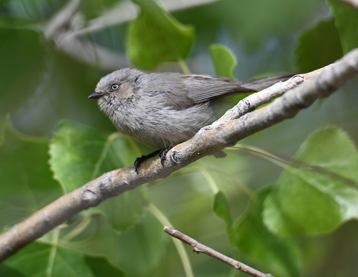 Bushtit (Interior) - ML637715026