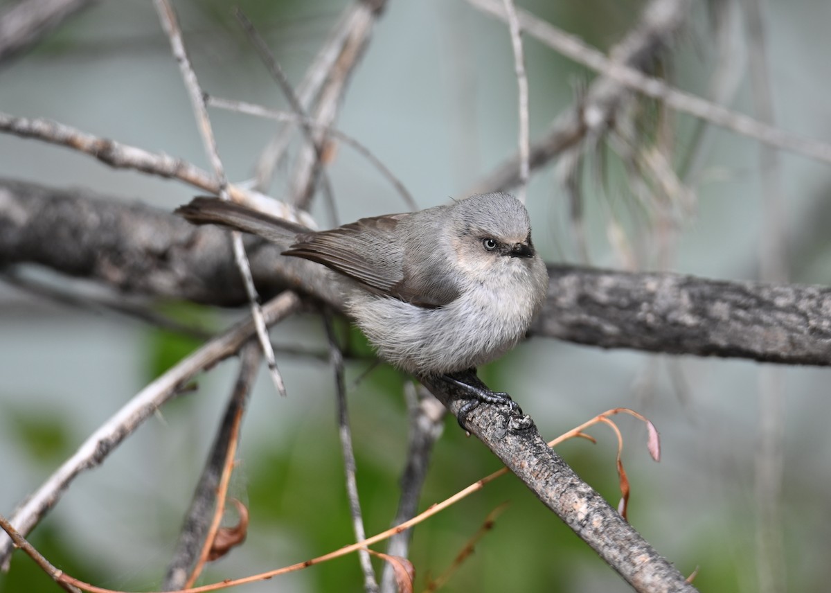 Bushtit (Interior) - ML637715027