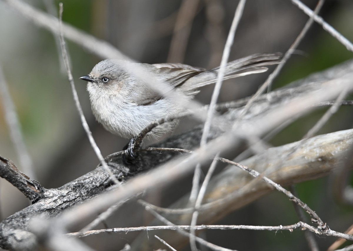 Bushtit (Interior) - ML637715028