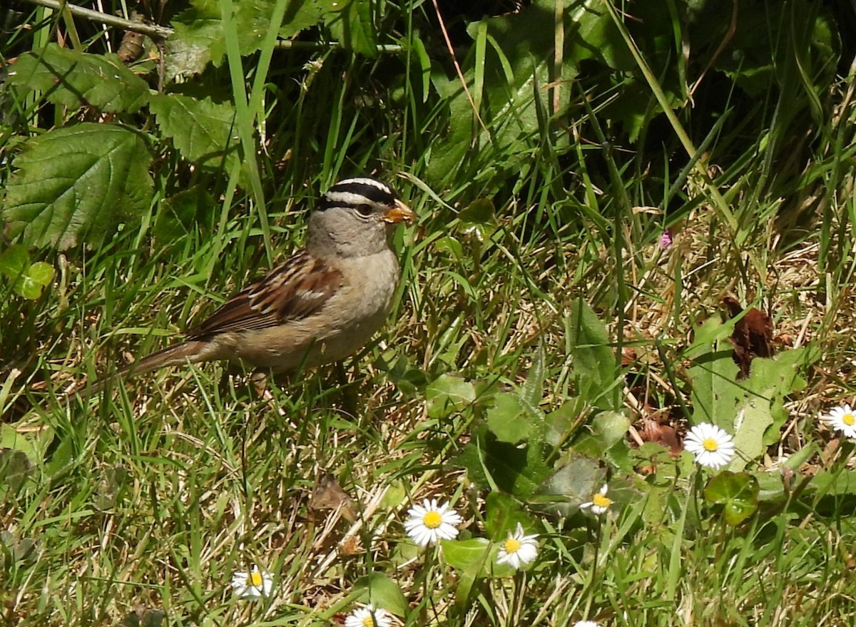White-crowned Sparrow (pugetensis) - ML637715054