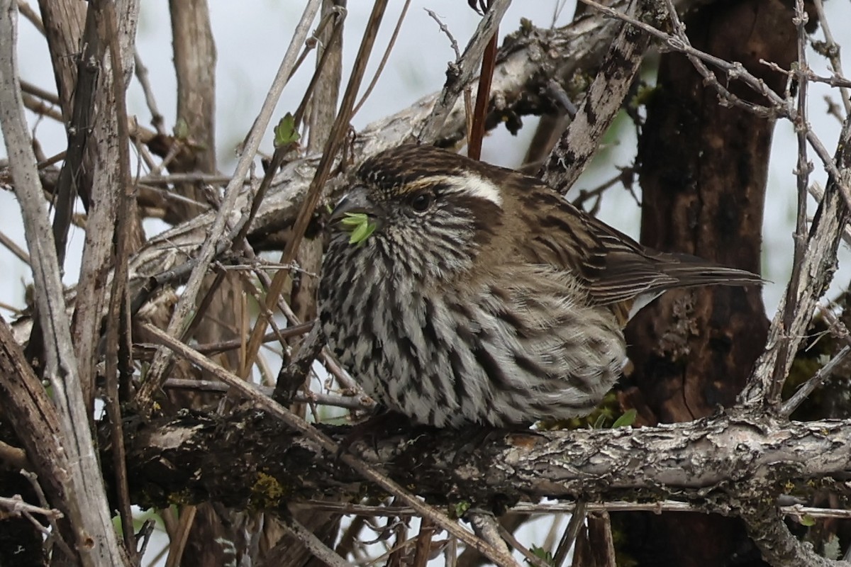 Chinese White-browed Rosefinch - ML637715104