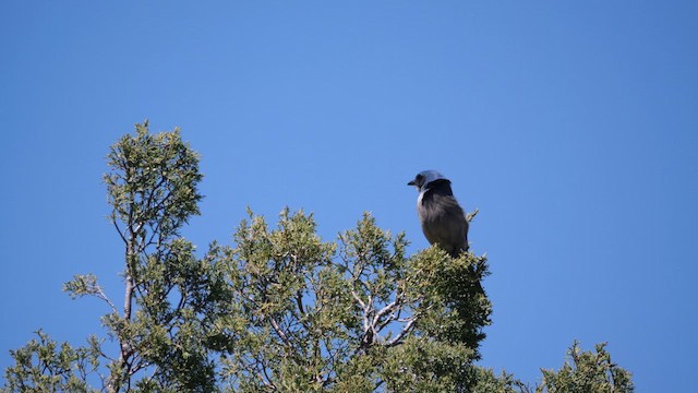 Woodhouse's Scrub-Jay (Woodhouse's) - ML637715105